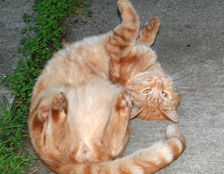 Chat — pack découverte