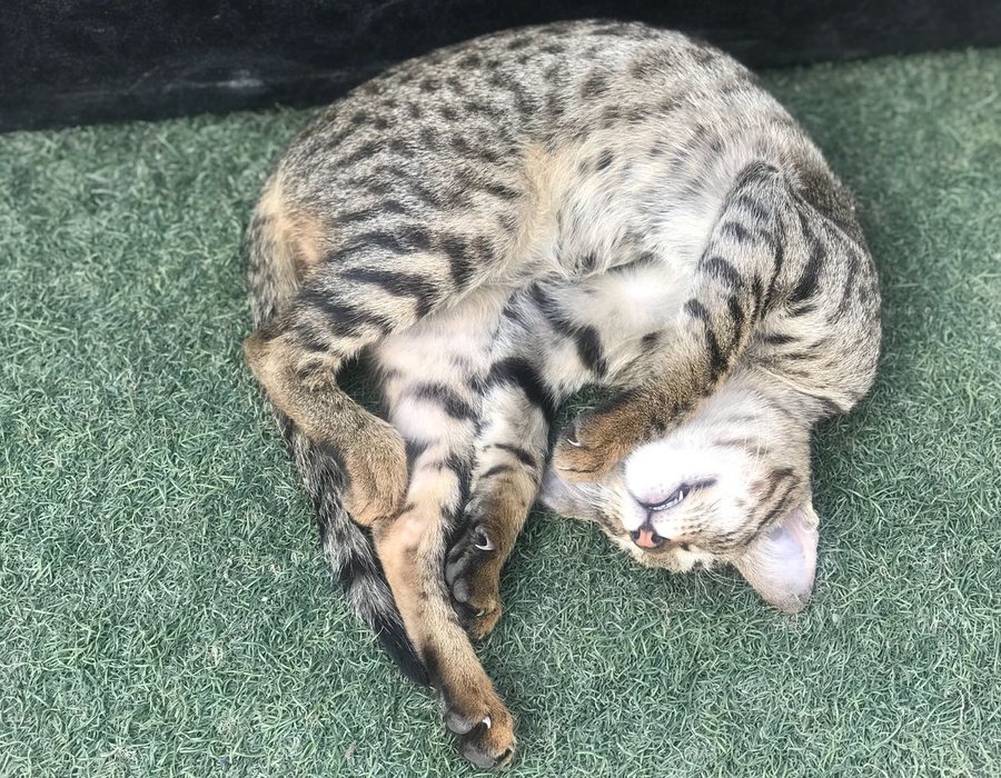 Chat — pack expert