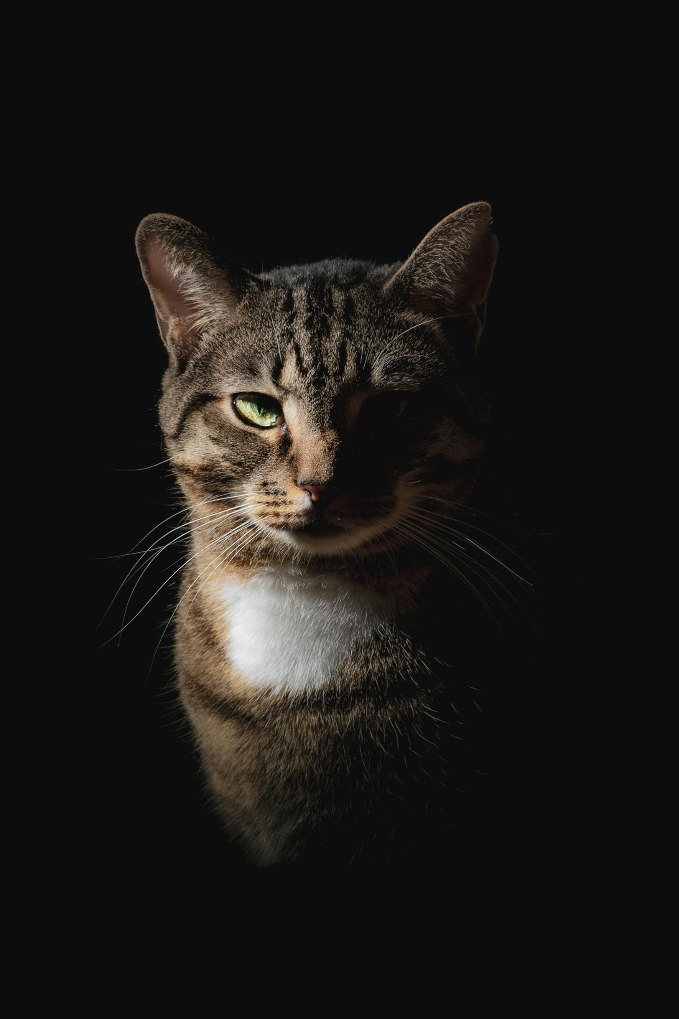 Chat attentif