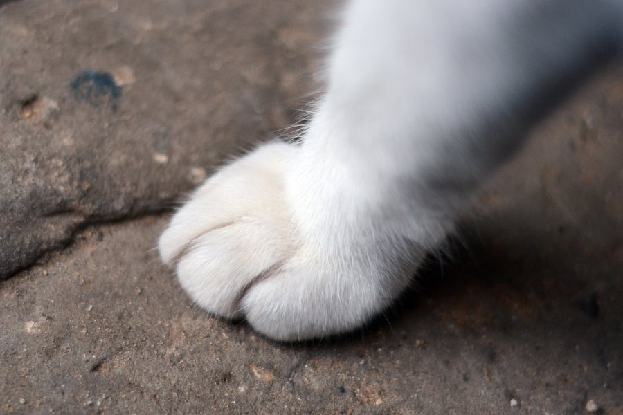 Chat — essai gratuit